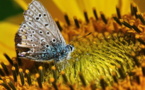 La biología sintética podría garantizar la supervivencia de la biodiversidad 