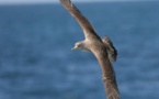 El catálogo de aves en España crece con 56 incorporaciones