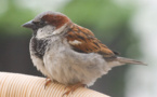 La hembra de gorrión pone más huevos si el macho trae más plumas para proteger el nido