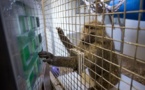 Los primates saben distinguir cantidades a ojo de buen cubero