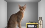 Realizan con seis fotones el experimento del gato de Schrödinger