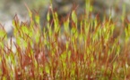 Musgos de la Pequeña Edad de Hielo reviven en un laboratorio