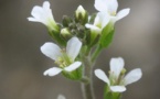 Revelado el secreto de la geometría de las plantas