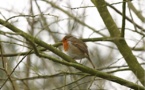 Las primaveras extremas frenan la reproducción de las aves comunes