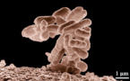 Fabrican gasolina con una bacteria intestinal