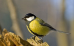 Los árboles piden socorro a los pájaros cuando sufren una plaga