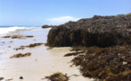 Guardacostas naturales: las plantas marinas reducen los efectos del cambio climático