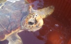 Casi la mitad de las tortugas liberadas por los pescadores en España acaba muriendo