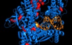 Primera imagen detallada de una enzima que construye el ADN 