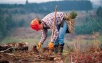 La reforestación puede tener efectos perversos sobre los ecosistemas