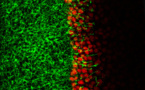 Las células que protegen los órganos se comunican entre sí como las neuronas