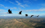 Los pájaros ahorran energía volando en 'V' 