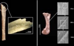 Restos fósiles hallados en Barcelona revelan que los neandertales comían gatos salvajes 