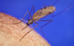 Una proteína actúa como interruptor para el contagio de la malaria