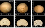 Crean un pan de trigo genéticamente modificado apto para los celíacos