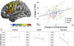 La reducción del grosor de la corteza cerebral con la edad afecta a la inteligencia