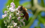 Las abejas, amenazadas por la contaminación química del polen europeo