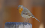 Las ondas de los dispositivos electrónicos desorientan a las aves migratorias