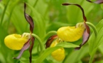 Cómo acercarse desde un ordenador a la inmensa diversidad de la flora ibérica 