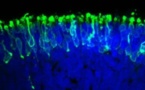 Crean una retina de laboratorio, usando células madre humanas