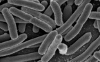 Identifican más de 500 nuevas especies en el ‘ecosistema’ del intestino humano