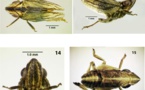 Aparece en el sur de España una especie del poco conocido insecto "Conosimus"