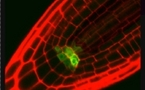 Descubiertos los mecanismos moleculares de las células madre vegetales