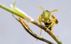 El veneno de las avispas podría ayudar a combatir el cáncer