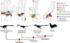 Las alas de las aves se formaron a partir de un cambio en las muñecas de los dinosaurios