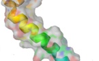 Descubren cómo una proteína vinculada al Alzheimer se vuelve tóxica para el cerebro