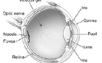 Desarrollan un implante de mini telescopio para mejorar la visión