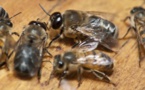 Las abejas de África serán protegidas