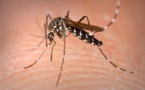 Localizan al mosquito tigre en Andalucía gracias a una aplicación móvil 