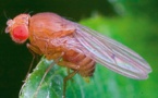 ¿Por qué las mujeres viven más que los hombres? La 'Drosophila' da nuevas claves