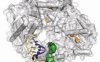 Fabrican con material genético artificial las primeras enzimas sintéticas