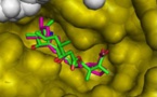 Dos compuestos bacterianos muestran eficacia contra la malaria en ratones