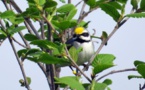 Las aves huyen de las tormentas 24 horas antes de que lleguen