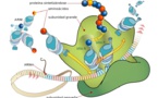 Nueva teoría: Ribosomas egoístas en el origen de la evolución