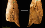 Una herramienta multiusos, nueva prueba de la inteligencia casi sapiens del neandertal