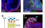 Nuevo avance en el desarrollo de cerebros de laboratorio