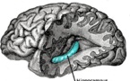 La geometría del entorno cambia la geometría del cerebro