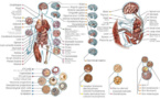 Cartografían los epigenomas de más de 100 tipos de células y tejidos