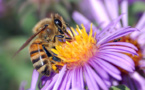 Abejas amenazadas por pesticidas adictivos y un polen bajo en proteínas