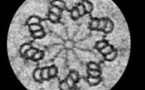 La transmisión de información biológica podría no ser función exclusiva de los genes