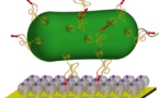 Implantes 'vivos' hechos con bacterias humanas