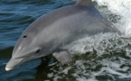 La amistad entre delfines es similar a la amistad entre humanos