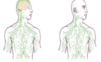 Encuentran un vínculo hasta ahora oculto entre el cerebro y el sistema inmune