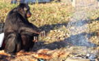 Los chimpancés también tienen la capacidad de cocinar