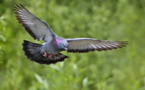 Un microscopio para observar la orientación magnética de las aves, a nivel celular 