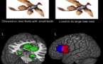 Observan la formación de conceptos nuevos en el cerebro